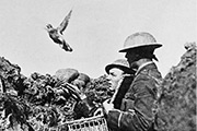 carrier pigeon